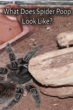 What Does Spider Poop Look Like? - Cauldron, N. A.