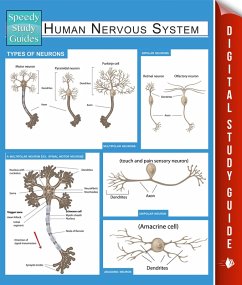 Human Nervous System (Speedy Study Guides) (eBook, ePUB) - Publishing, Speedy
