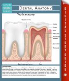 Dental Anatomy (Speedy Study Guides) (eBook, ePUB) Dental Anatomy (Speedy Study Guides) (eBook, ePUB)