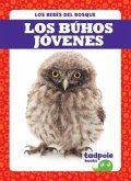 Los Buhos Jovenes (Owlets)