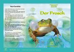 Natur-Kamishibai - Der Frosch