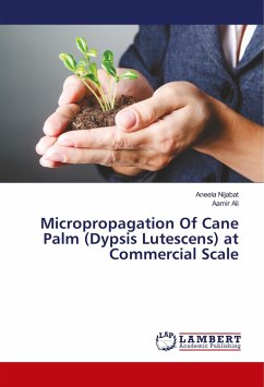 Micropropagation Of Cane Palm (Dypsis Lutescens) at Commercial Scale