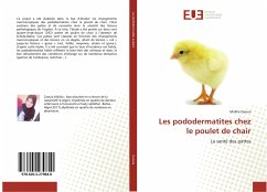 Les pododermatites chez le poulet de chair - Zaouia, Malika