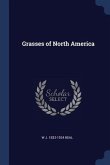 Grasses of North America