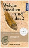 Welche Fossilien sind das?