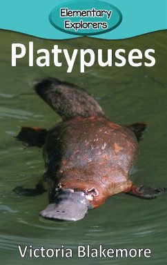 Platypuses - Blakemore, Victoria