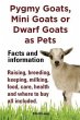 Pygmy Goats as Pets. Pygmy Goats, Mini... - Bild 1