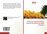 Activation des bourgeons latents de différents rejets d'ananas