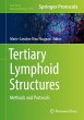 Tertiary Lymphoid Structures - Bild 1