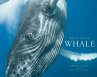 Beautiful Whale (eBook, ePUB) - Bild 1
