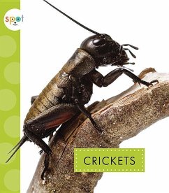 Crickets - Black, Nessa