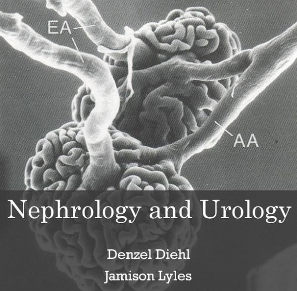 Nephrology and Urology (eBook, PDF)