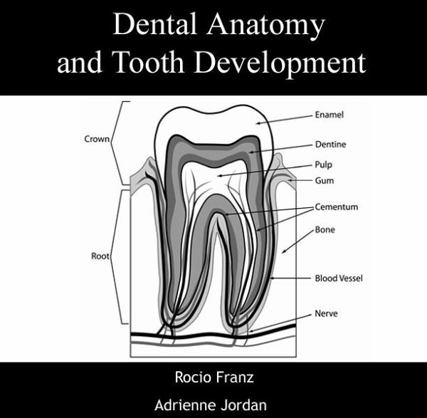 Dental Anatomy and Tooth Development (eBook, PDF)