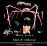Malacostraca (Class of Crustacean)... - Bild 1