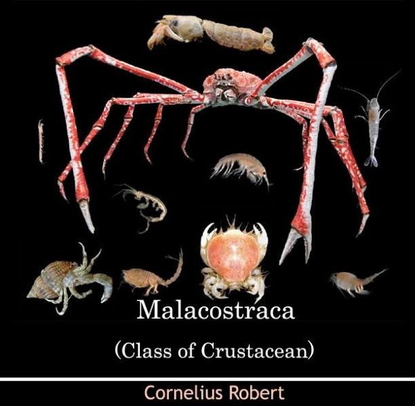 Malacostraca (Class of Crustacean) (eBook, PDF) Malacostraca (Class of Crustacean) (eBook, PDF)