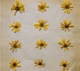 Flowers In The Spring