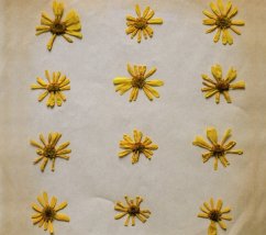 Cover Flowers In The Spring