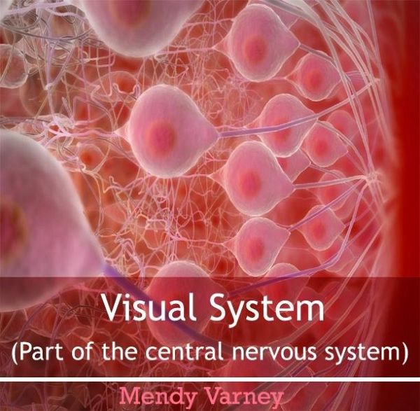 Visual System (Part of the central nervous system) (eBook, PDF)