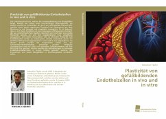 Plastizität von gefäßbildenden Endothelzellen in vivo und in vitro - Töpfer, Sebastian