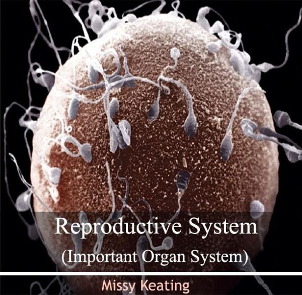 Reproductive System (Important Organ System) (eBook, PDF)