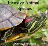 Invasive Animal Species (eBook, PDF) - Bild 1