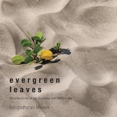 Evergreen Leaves