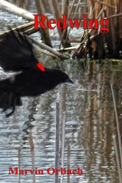 Redwing Redwing