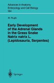Early Development of the Adrenal Glands in the Grass Snake Natrix natrix L. (Lepidosauria, Serpentes) (eBook, PDF)