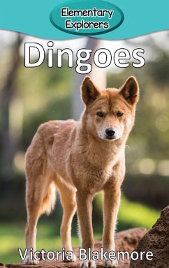 Dingoes - Blakemore, Victoria