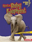 Meet a Baby Elephant (eBook, PDF)
