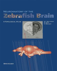 Neuroanatomy of the Zebrafish Brain (eBook, PDF) - Wulliman, Mario F.; Rupp, Barbara; Reichert, Heinrich