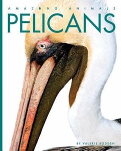 Pelicans - Bodden, Valerie