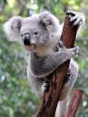 Lais Puzzle Koala Australien 500 Teile