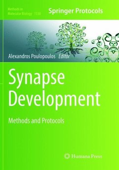 Synapse Development