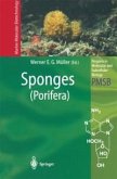 Sponges (Porifera) (eBook, PDF)