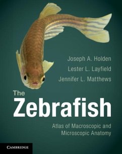 Zebrafish (eBook, PDF) - Holden, Joseph A.