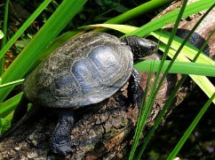 Wasserschildkröte - 500 Teile (Puzzle)