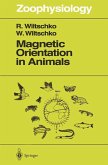 Magnetic Orientation in Animals (eBook, PDF)