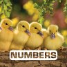 Numbers (eBook, ePUB) - Bild 1