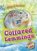 Collared Lemmings