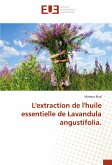 L'extraction de l'huile essentielle de Lavandula angustifolia.