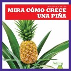 Mira Como Crece Una Pina (Watch a Pineapple Grow)