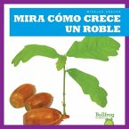 Mira Como Crece Un Roble (Watch an Oak Tree Grow)