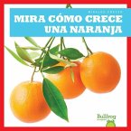 Mira Como Crece Una Naranja (Watch an Orange Grow)