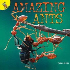 Amazing Ants - Brown