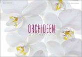 Orchideen Orchideen