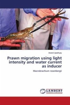 Prawn migration using light intensity and water current as inducer