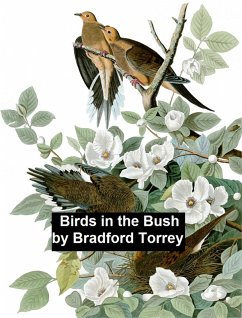 Birds in the Bush (eBook, ePUB) - Torrey, Bradford