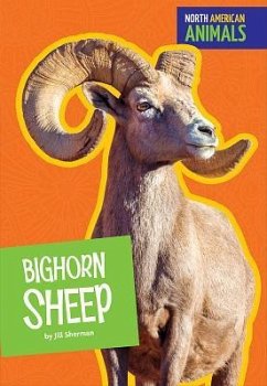 Bighorn Sheep - Sherman, Jill