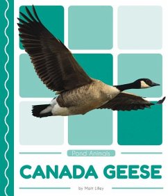 Canada Geese - Lilley, Matt
